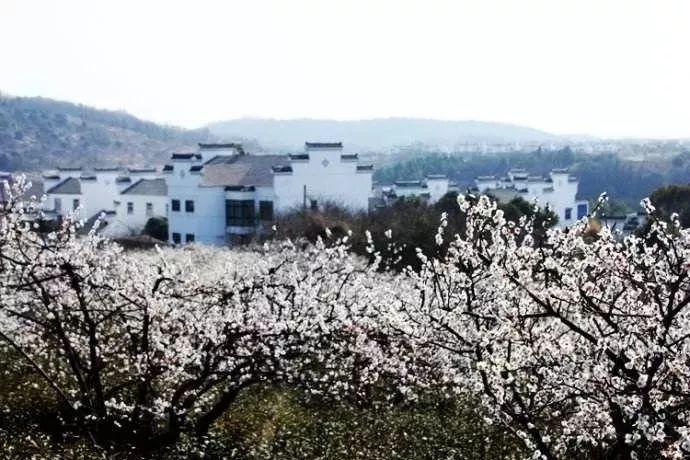 雪后，这片1500年的古楠木森林美成了“童话世界”